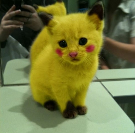 Pikachu le chat :oops: